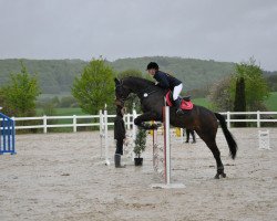 Springpferd Antartiko (Trakehner, 2009, von Insterpark)