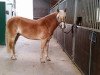 dressage horse Nils (Haflinger, 2010, from Nagan II (1,57% ox))