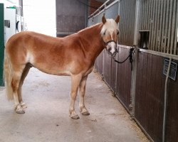 Dressurpferd Nils (Haflinger, 2010, von Nagan II (1,57% ox))