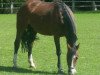 broodmare Pan Am (Westphalian, 1999, from Pep)