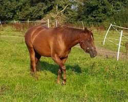 Dressurpferd Gay Bar Foxi (Quarter Horse, 2008, von Codys Topsail Jack)