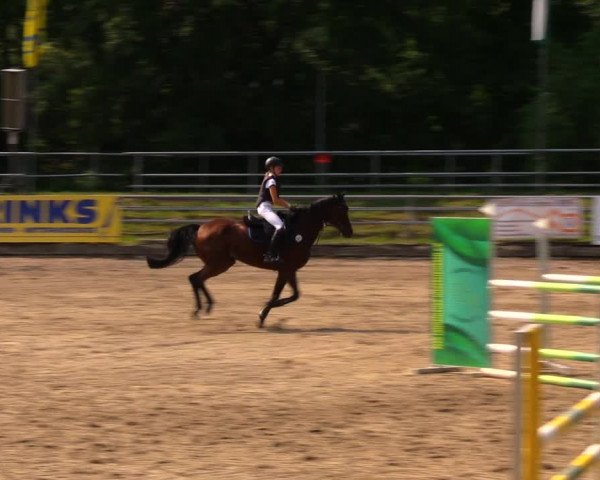 Reitturnier Lgl.-Oberhain, B95 2020