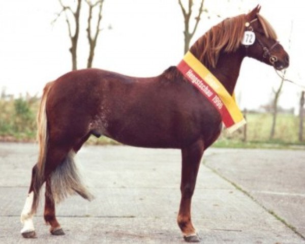 stallion Downland Goldflake (Welsh-Pony (Section B), 1988, from Downland Chevalier)