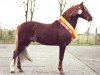 stallion Downland Goldflake (Welsh-Pony (Section B), 1988, from Downland Chevalier)
