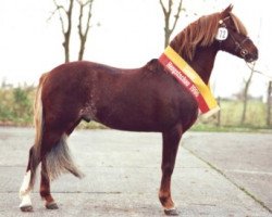 stallion Downland Goldflake (Welsh-Pony (Section B), 1988, from Downland Chevalier)