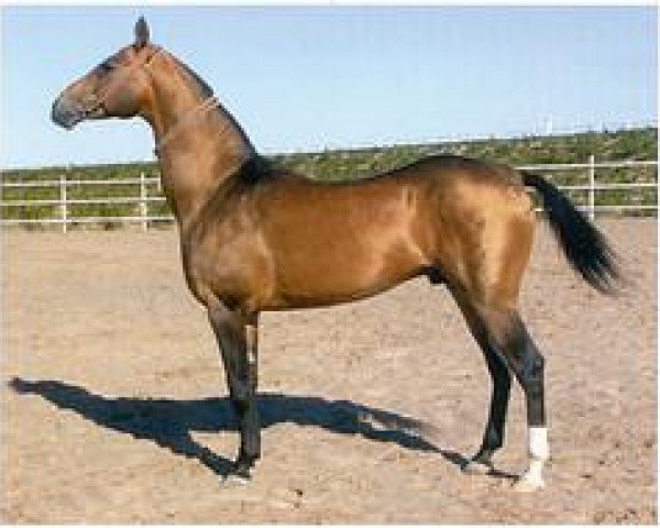 stallion Piyada (Akhal-Teke, 1990, from Pudok)