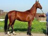 stallion Satrap (Akhal-Teke, 1994, from Turali)