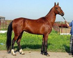 stallion Satrap (Akhal-Teke, 1994, from Turali)