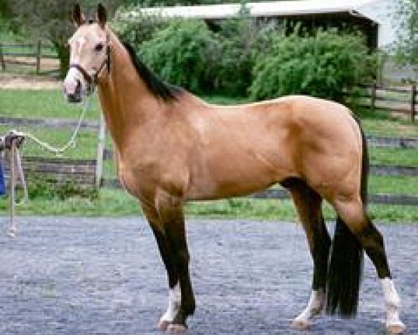 stallion Sengar (Akhal-Teke, 1985, from Senetir)