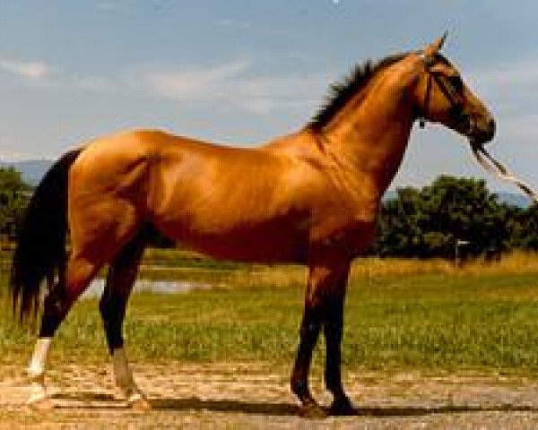 stallion Senetir (Akhal-Teke, 1975, from Sektor)