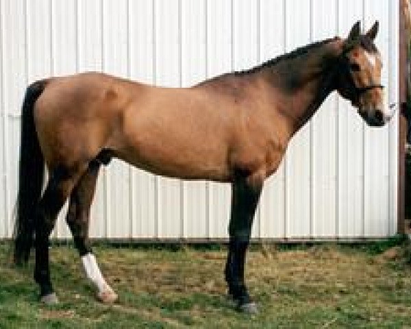 stallion Sentor (Akhal-Teke, 1984, from Senetir)