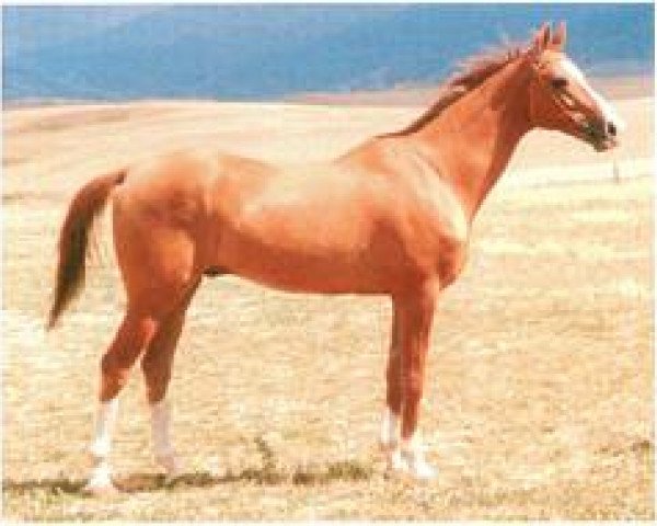 stallion Sozdik 31 (Akhal-Teke, 1990, from Saklanma)