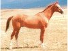 stallion Sozdik 31 (Akhal-Teke, 1990, from Saklanma)