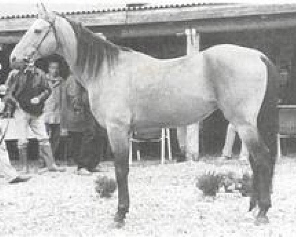 stallion Sultan Bala (Akhal-Teke, 1982, from Vatanchi)