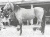 stallion Sultan Bala (Akhal-Teke, 1982, from Vatanchi)