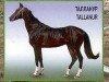 stallion Tyllanur (Akhal-Teke, 1990, from Telekush 2)