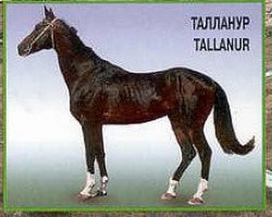 stallion Tyllanur (Akhal-Teke, 1990, from Telekush 2)