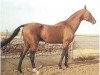 stallion Farukh 19 (Akhal-Teke, 1983, from Dornazarbek)