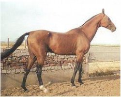 stallion Farukh 19 (Akhal-Teke, 1983, from Dornazarbek)