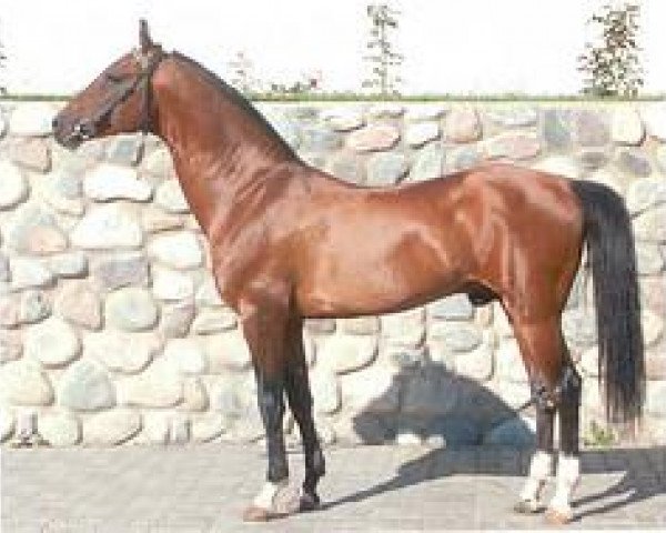 stallion Chadj (Akhal-Teke, 1993, from Gumdag)