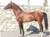 stallion Chadj (Akhal-Teke, 1993, from Gumdag)