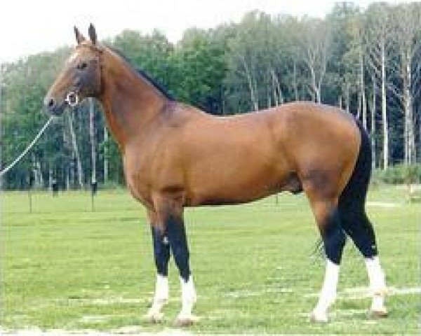 stallion Iakor (Akhal-Teke, 1987, from Yanichar)