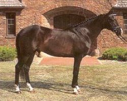 stallion Arik (Akhal-Teke, 1978, from Ametist)