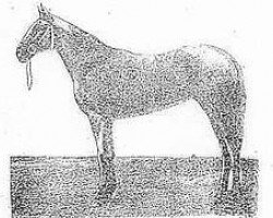 horse Amazonka 60 (Akhal-Teke, 1929, from Kaib-Bai)