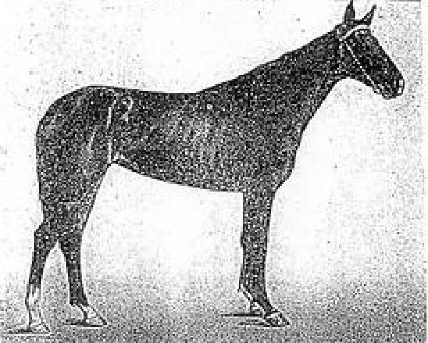 broodmare Erka (Akhal-Teke, 1949, from Skak)