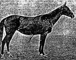 broodmare Fergesel (Akhal-Teke,  , from Fakir-Sulu)