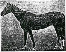 horse Akatsiya (Akhal-Teke, 1966, from Arab 26)