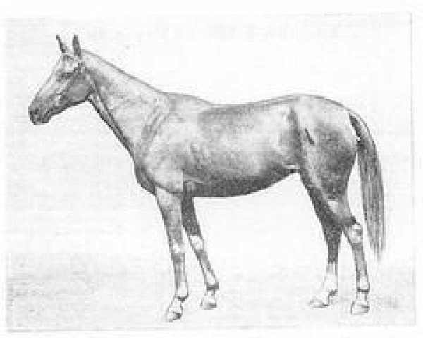 horse Akaltin (Akhal-Teke, 1972, from Kalyan)