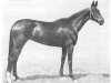 broodmare Golubka (Akhal-Teke,  )