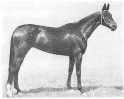 broodmare Golubka (Akhal-Teke,  )