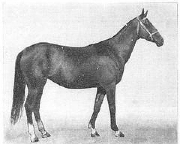 broodmare Gulguncha 22 (Akhal-Teke,  , from Gundogar)