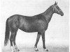 broodmare Gulguncha 22 (Akhal-Teke,  , from Gundogar)