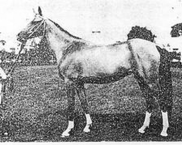 broodmare Dertly (Akhal-Teke, 1971, from Finish)