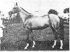 broodmare Dertly (Akhal-Teke, 1971, from Finish)