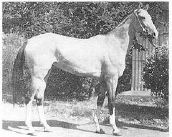 broodmare Lola (Akhal-Teke, 1968, from Gelishikli)