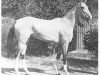 broodmare Lola (Akhal-Teke, 1968, from Gelishikli)