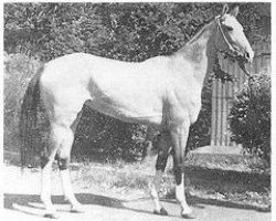 broodmare Lola (Akhal-Teke, 1968, from Gelishikli)