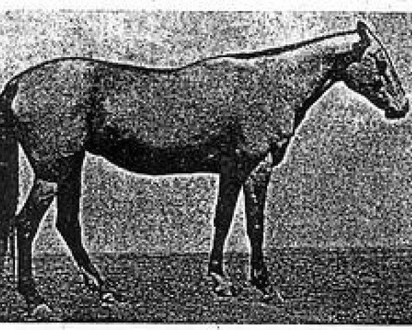 horse Mekan (Akhal-Teke, 1967, from Kaplan)