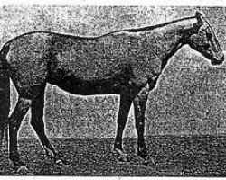 horse Mekan (Akhal-Teke, 1967, from Kaplan)