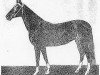 broodmare Pamik (Akhal-Teke,  , from Farfor)