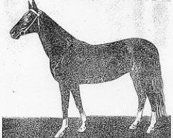 broodmare Pamik (Akhal-Teke,  , from Farfor)