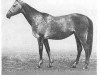 broodmare Parcha (Akhal-Teke,  , from Finish)