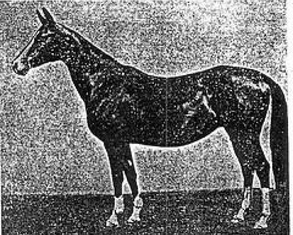 broodmare Perisad (Akhal-Teke, 1965, from Kaplan)