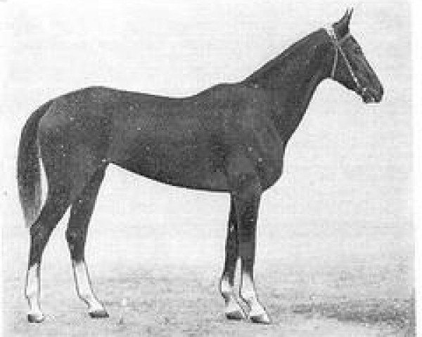 horse Asmangul (Akhal-Teke, 1975, from Angar)