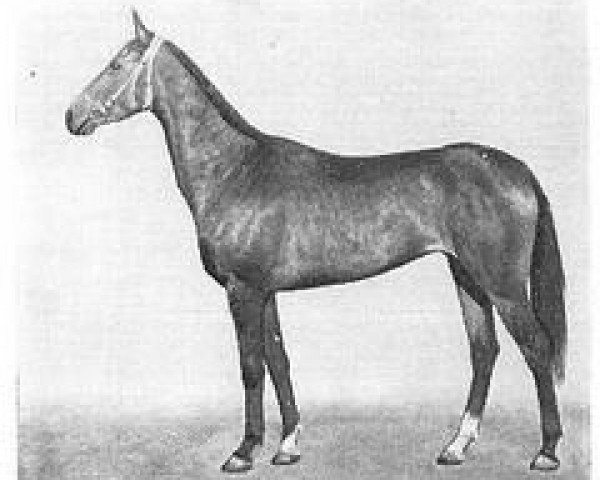 broodmare Gravyura 2 (Akhal-Teke, 1976, from Ararat)