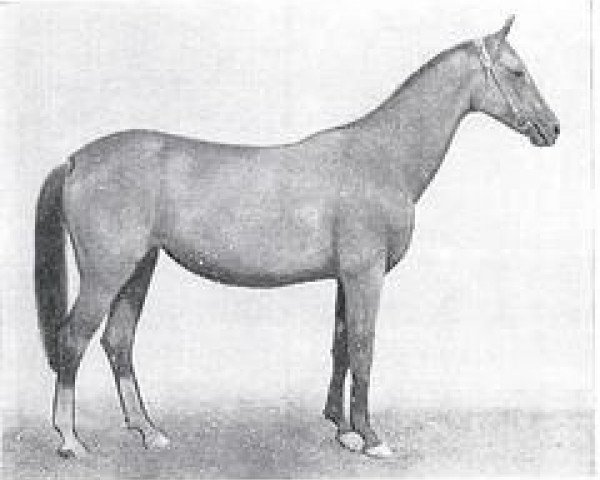 broodmare Pendschegul (Akhal-Teke, 1976, from Polotli)